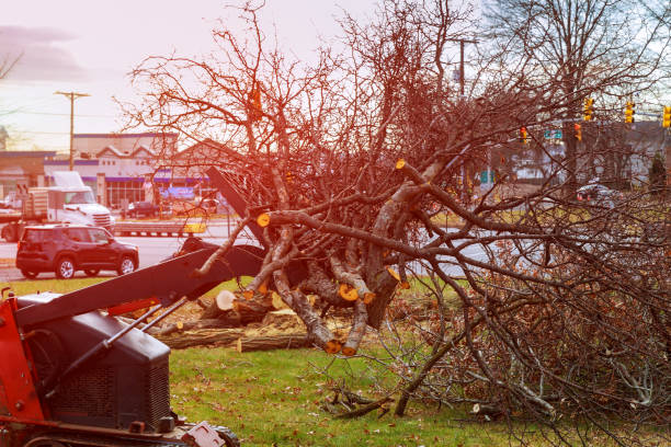 How Our Tree Care Process Works  in  Towaoc, CO