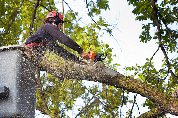 Professional Tree Removal Services in Towaoc, CO